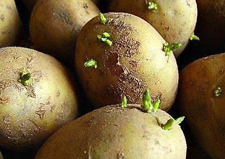 Как подготовить картофель к весенней посадке